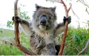 😊 emoji Koala Telegram sticker 5 of 53