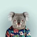 Sticker from Koala