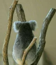 😞 emoji Koala Telegram sticker 16 of 53