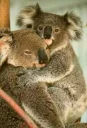 ❤ emoji Koala Telegram sticker 12 of 53