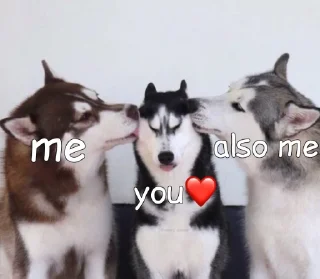 😘 emoji Husky reactions Telegram sticker 13 of 18