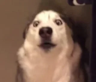 😨 emoji Husky reactions Telegram sticker 10 of 18