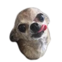 Sticker from doggos