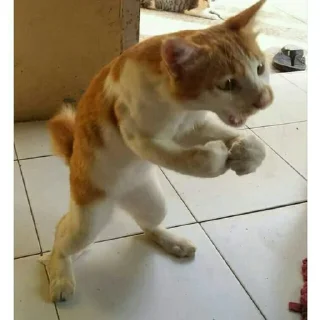 👊 emoji (cats&dogs)BASHAR.MO! Telegram sticker 10 of 56