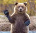 Sticker from Bears