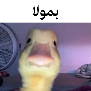 🐤 emoji @wicvio | اردک سخنگو Telegram sticker 9 of 38
