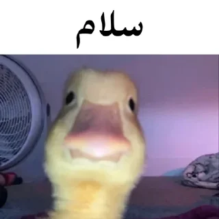 🐤 emoji @wicvio | اردک سخنگو Telegram sticker 2 of 38