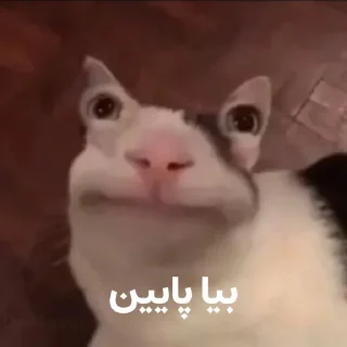 Sticker from گربه روانی سخنگو