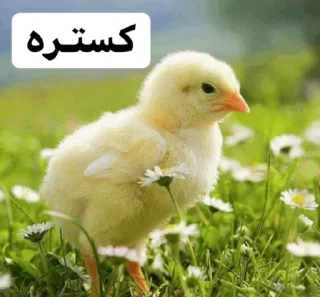 😂 emoji So🌸asl🐣 Telegram sticker 17 of 91