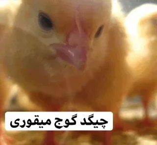 😂 emoji So🌸asl🐣 Telegram sticker 22 of 91