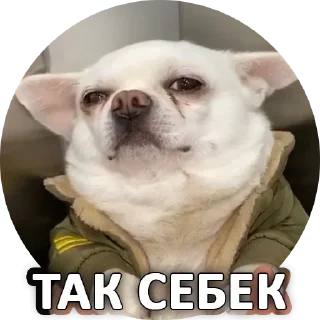 😕 emoji Собака покусякі Telegram sticker 8 of 15