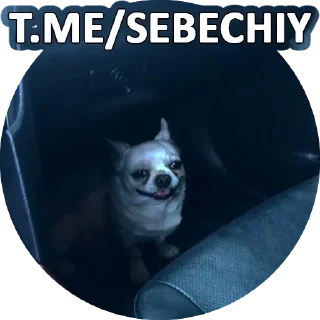 ☑️ emoji Собака покусякі Telegram sticker 6 of 15