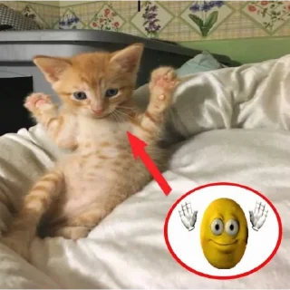 Sticker from Shosho