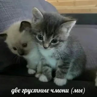 😥 emoji Котики от SCh Telegram sticker 15 of 54