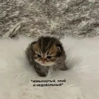 😠 emoji Котики от SCh Telegram sticker 17 of 54