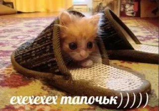😊 emoji Котики от SCh Telegram sticker 6 of 54