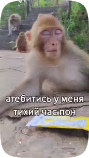 🇦🇱 emoji Обезьянки поны 2 Telegram sticker 16 of 19