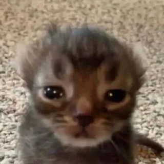 😕 emoji ммммм киці Telegram sticker 14 of 71