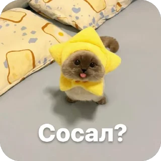 🫥 emoji Котяры Telegram sticker 5 of 13
