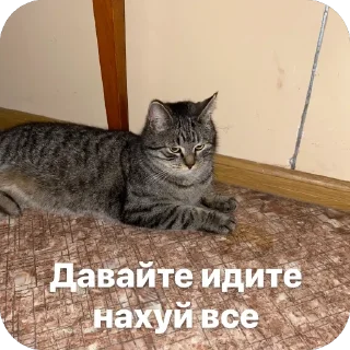 🫥 emoji Котяры Telegram sticker 13 of 13