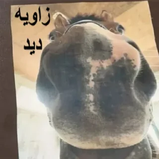🐴 emoji شکنجه خروس و توپ اصولی rebirth Telegram sticker 15 of 57