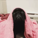 🛁 emoji Pug =)) @pistolwhip Telegram sticker 20 of 79
