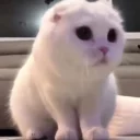 🐱 emoji ᴄᴀᴛꜱ ᴍᴏᴏᴅ | @lSaHl Telegram sticker 11 of 39