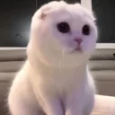 🐱 emoji ᴄᴀᴛꜱ ᴍᴏᴏᴅ | @lSaHl Telegram sticker 9 of 39