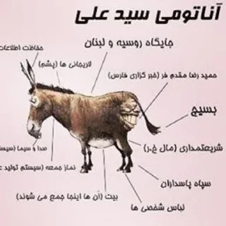 🕌 emoji کص ننه امام Telegram sticker 8 of 69