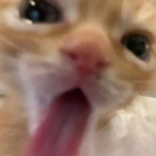 😛 emoji ммммм киці Telegram sticker 18 of 71