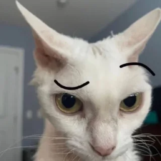 🤨 emoji ммммм киці Telegram sticker 11 of 71