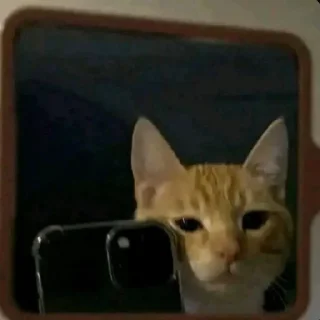 🤳 emoji ммммм киці Telegram sticker 23 of 71