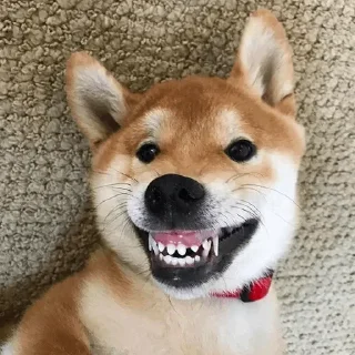☘ emoji Shiba inu | @M4eHDi Telegram sticker 8 of 34