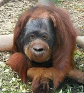Sticker from monke