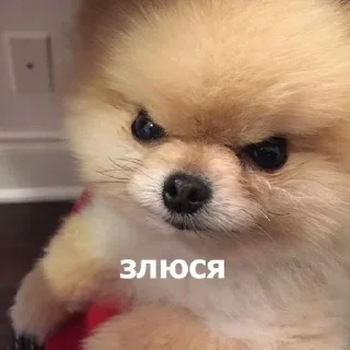 😡 emoji Любимые стикеры Адельсон Telegram sticker 13 of 119