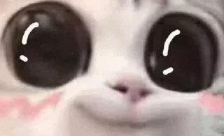🌠 emoji Meow Telegram sticker 8 of 111