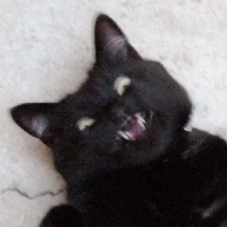 Sticker from Funny cat