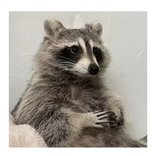 💚 emoji Cute Raccoon Telegram sticker 15 of 22
