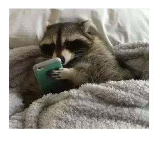 💚 emoji Cute Raccoon Telegram sticker 18 of 22