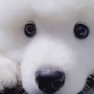 🤍 emoji Samoyed @CenterOfSticker Telegram sticker 18 of 29