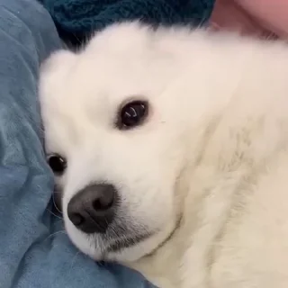 Sticker from Samoyed @CenterOfSticker