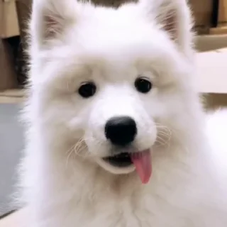 🤍 emoji Samoyed @CenterOfSticker Telegram sticker 20 of 29