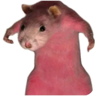 🐱 emoji No funny funny Telegram sticker 17 of 17