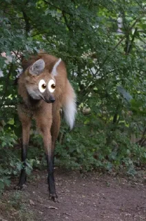 👀 emoji Leggy Googly Eyes @Miomiya Telegram sticker 21 of 63