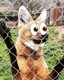 👀 emoji Leggy Googly Eyes @Miomiya Telegram sticker 20 of 63