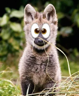 👀 emoji Leggy Googly Eyes @Miomiya Telegram sticker 19 of 63