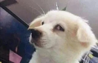 🌚 emoji (cats&dogs)BASHAR.MO! Telegram sticker 5 of 56