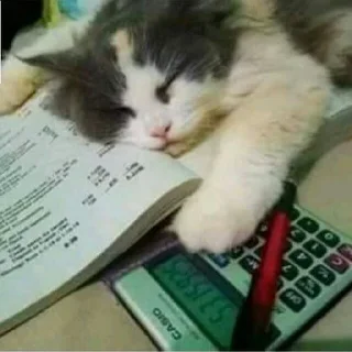 😴 emoji (cats&dogs)BASHAR.MO! Telegram sticker 14 of 56