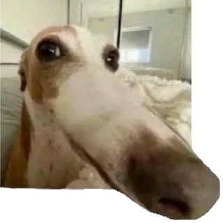 Sticker from Goofy Ahh Pack 5 @Otakuzdream