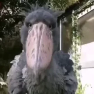 Sticker from shoebill @vkuwa